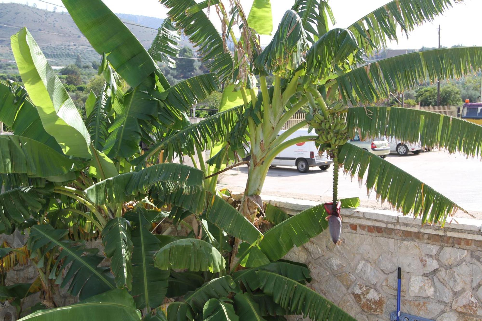Αριων Village & Suites Nauplia Exterior foto